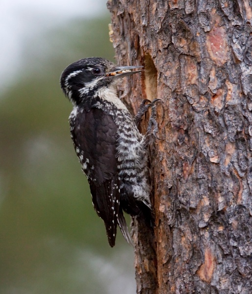 IMG_3760c.jpg - American Three-toed Woodpecker (Picoides dorsalis) - female